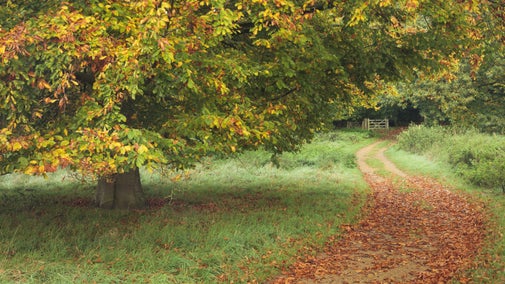 The parkland in autumn at Oxburgh Hall, Norfolk